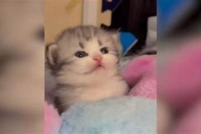 抖音与猫咪：哪种更受欢迎？深度调查二者的魅力与影响力
